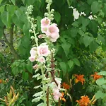 B&B Les Lilas De Bellefontaine 4*