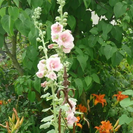 Bed & Breakfast Les Lilas De Bellefontaine *